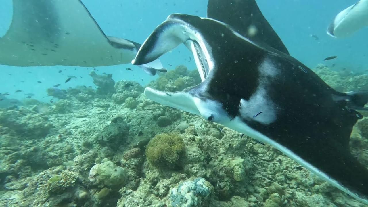 Ukulhas Paguro Beach Inn מראה חיצוני תמונה